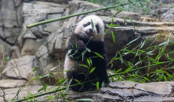 January was a month full of firsts for giant panda cub Xiao Qi Ji. The growing bear played with enrichment toys, took his first bites of sweet potato and bamboo, and had his first encounter with snow!