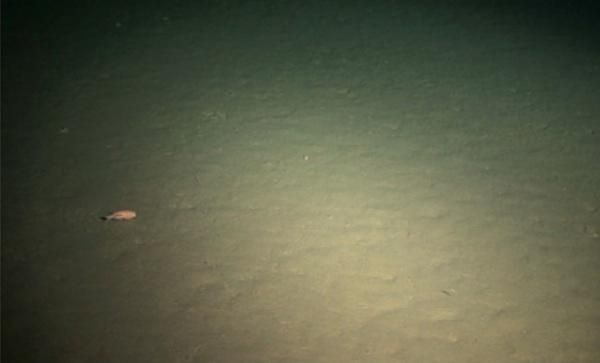 A video still from the seafloor reveals an amphipod (left) scurrying across the bacteria-filled sediment.