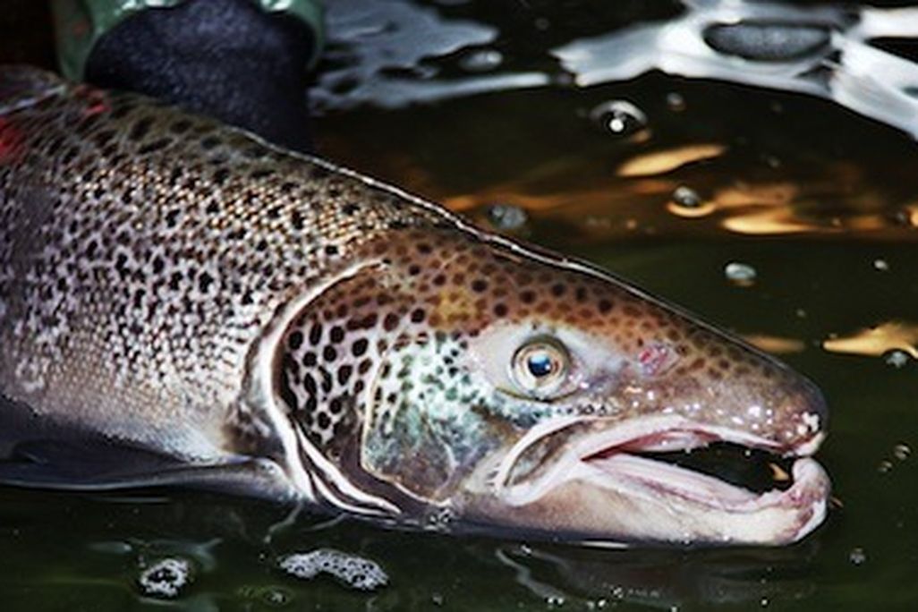 A male Atlantic salmon