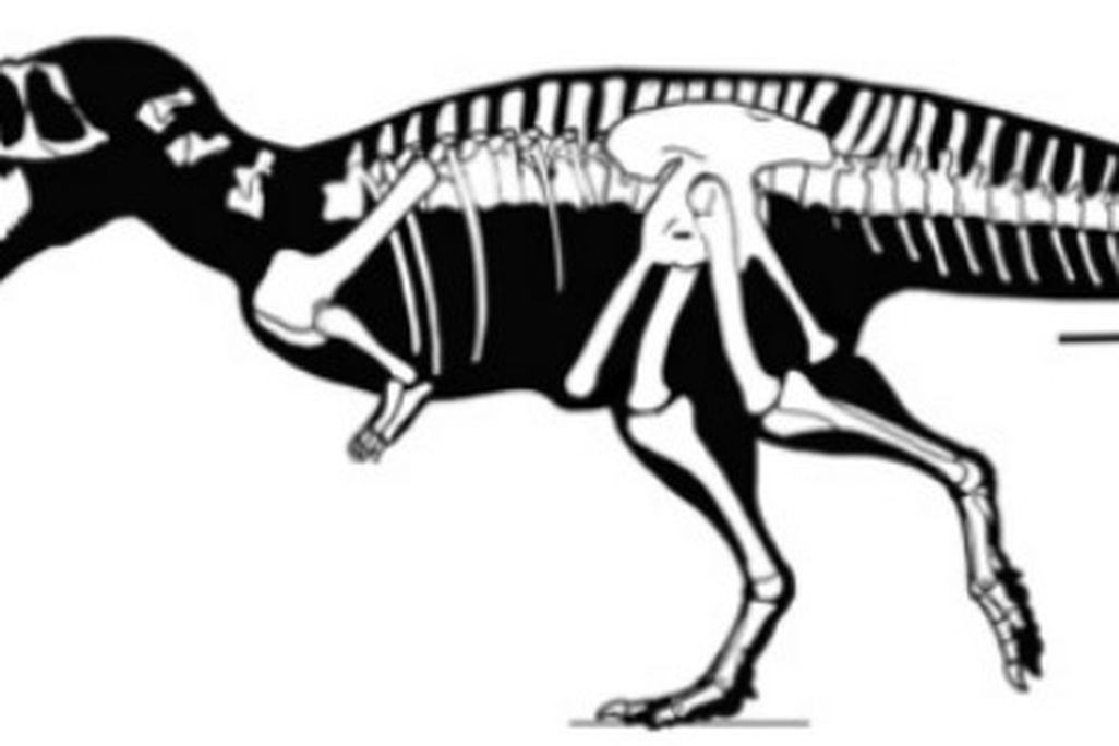 A skeleton reconstruction of Eoabelisaurus, showing the recovered parts of the skeleton