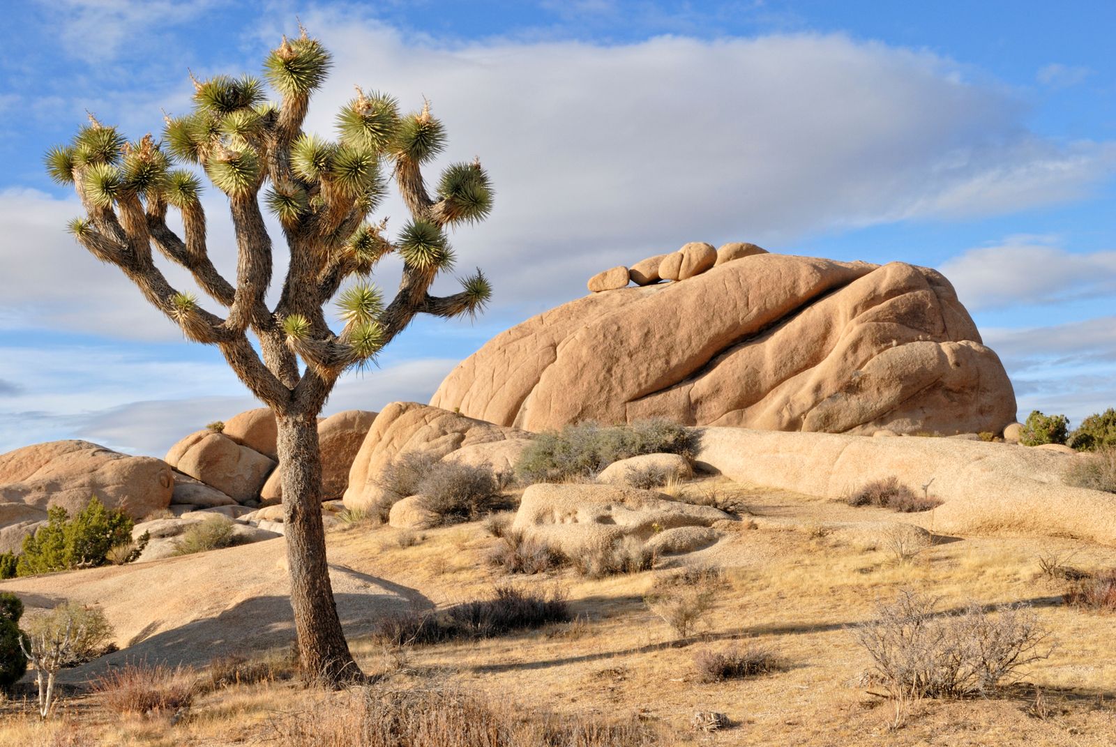 How a Tree and Its Moth Shaped the Mojave Desert | Science| Smithsonian  Magazine
