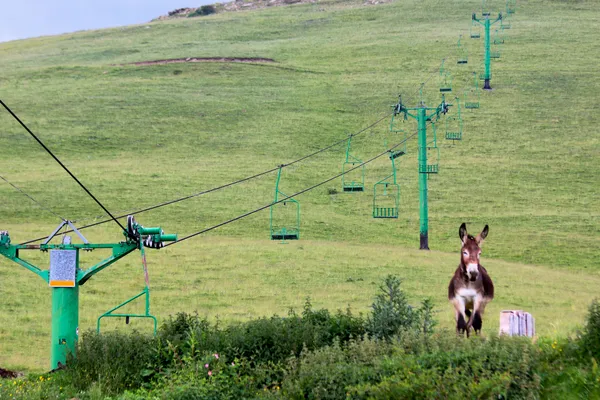 Donkey in abandoned ski resort. thumbnail