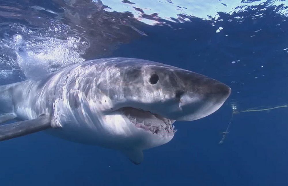 Great white shark