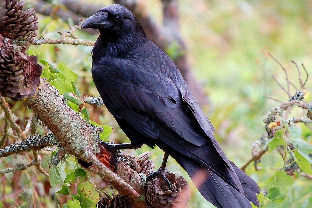 Raven