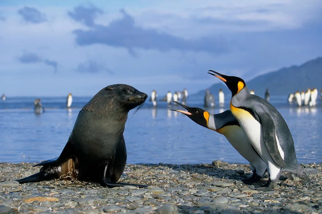 fur seal and king penguins