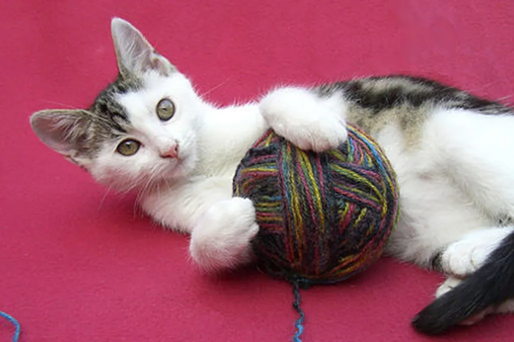 In the United States, cats are the most popular house pet, with about 90 million domesticated cats slinking around 34 percent of U.S. homes.