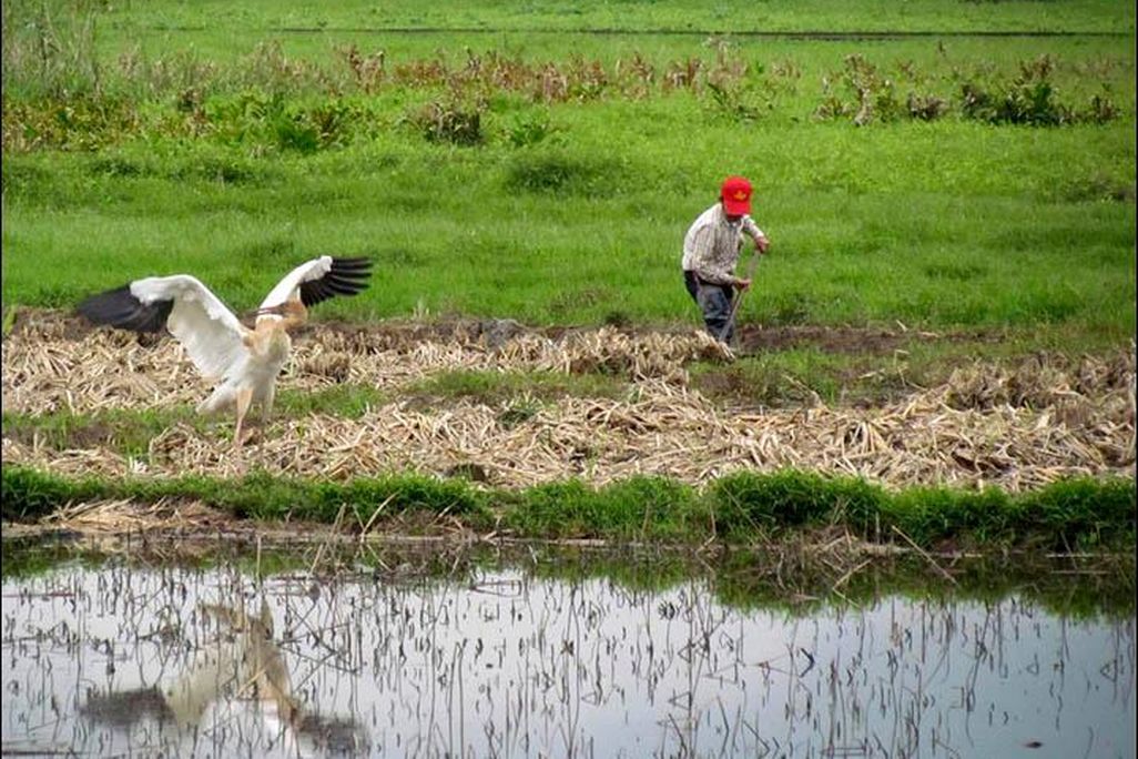 Crane with Farmer