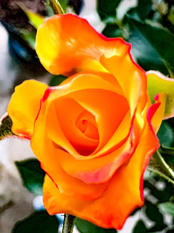 A sunset rose in my garden. thumbnail