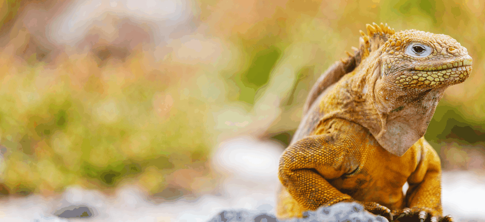  Iguana on the Galapagos Islands 