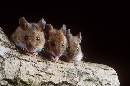 If only the three blind mice had enjoyed access to 21st century retinal transplant technology.