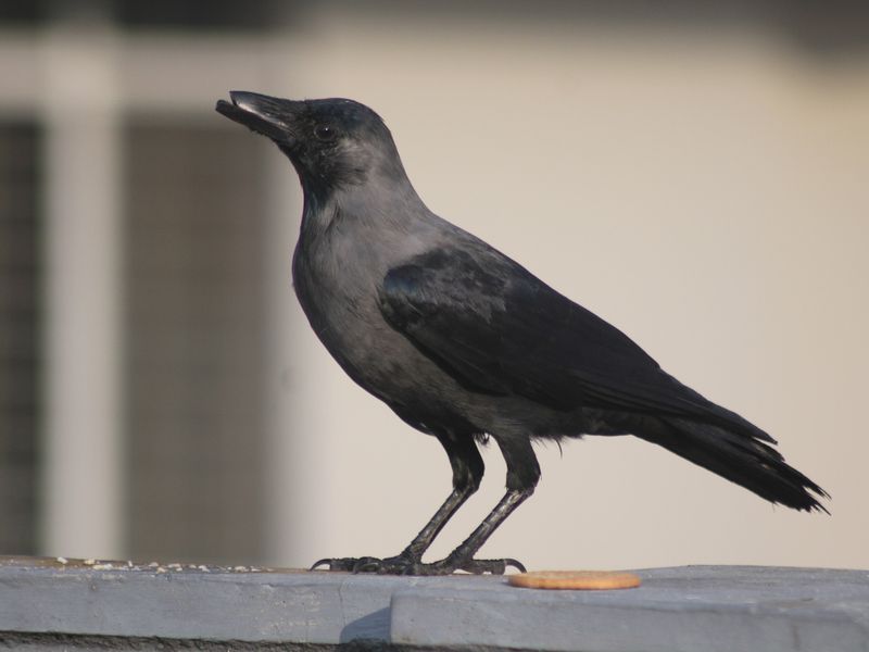 broken beak | Smithsonian Photo Contest | Smithsonian Magazine