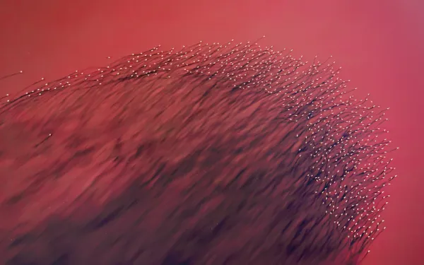 Maharlo's hair thumbnail