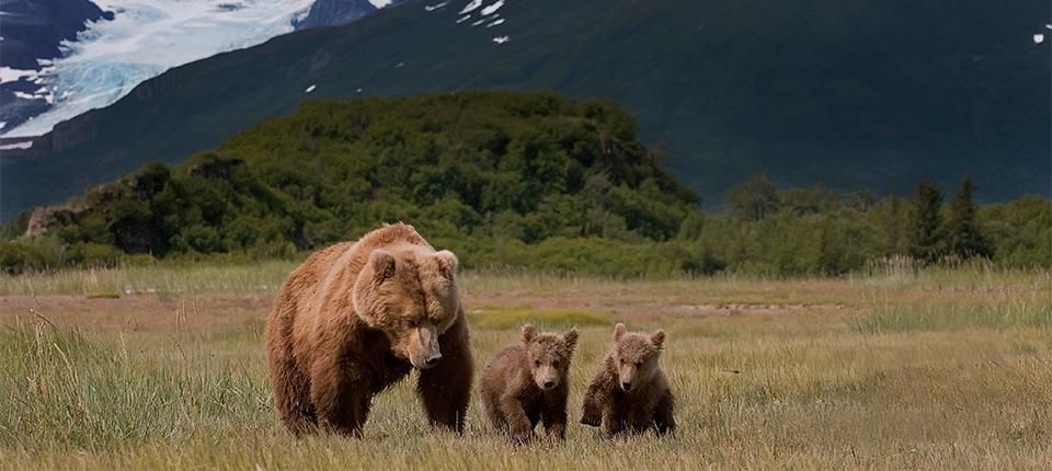 Bear with cubs