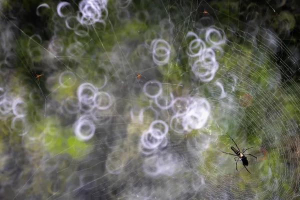 Rings of Fate thumbnail