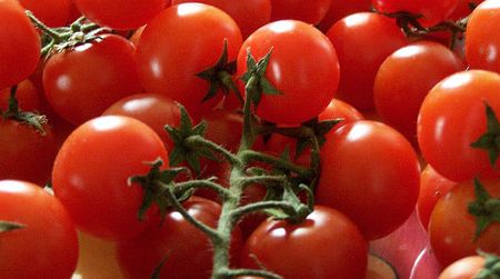 Pachino tomatos