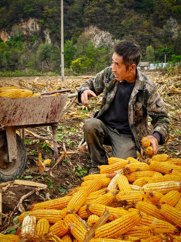 Harvesting Corn thumbnail