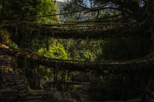 Double Decker Living Root Bridges of Meghalaya thumbnail