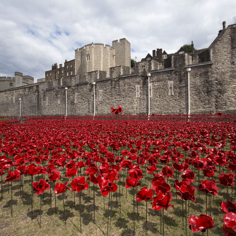 How the Poppy is changing in 2023 - Innovation of the Poppy 