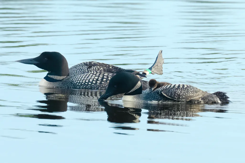 a pair of common loons, one carrying a chick on its back and the other with one leg sticking up, float in the water