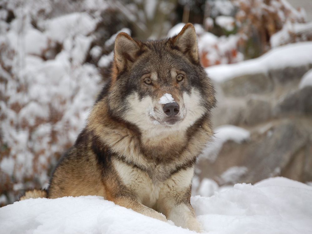 why are dogs smaller than wolves