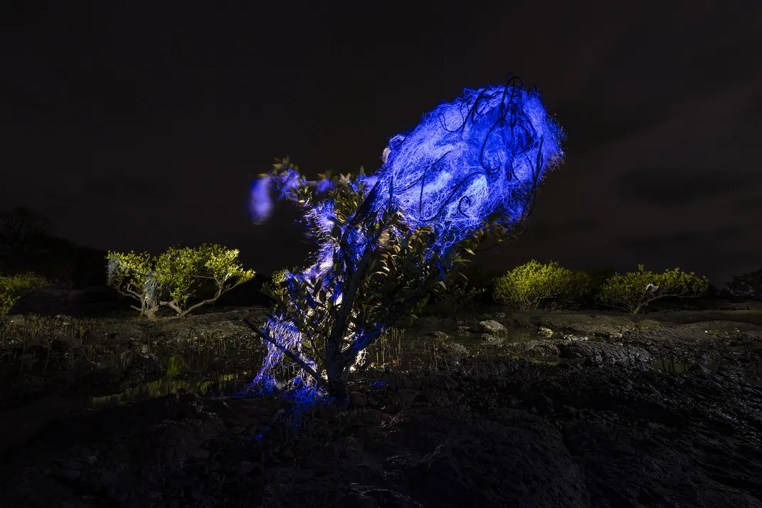 a purple glowing net looks like an oval-shaped orb on top of mangrove branches