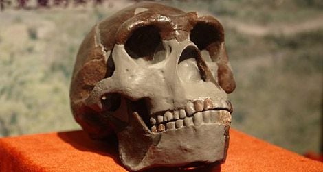 A replica of a Peking Man, or Homo erectus, skull on display in China.