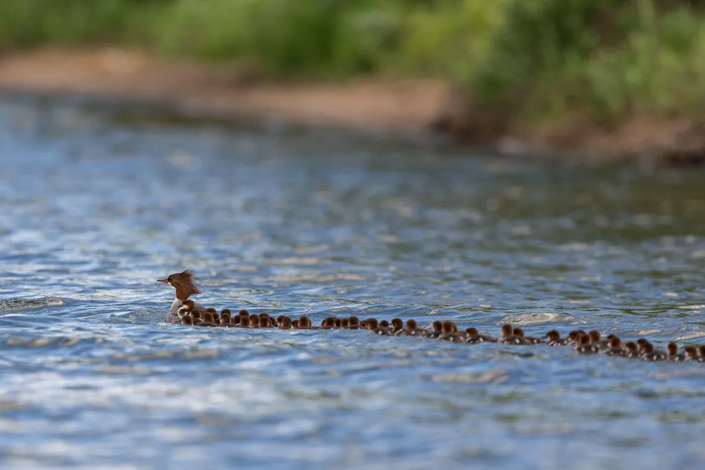 Ducky day care