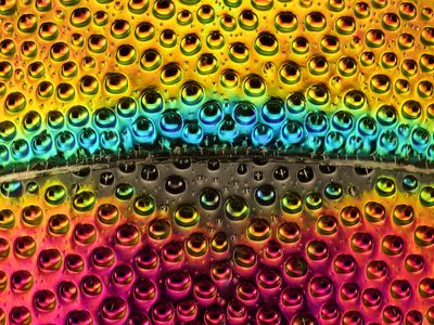 The iridescent abdomen of a cuckoo wasp (Hedychrum gerstaeckeri) looks beautiful when viewed under a microscope.