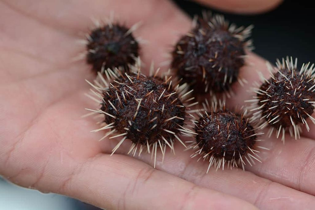 sea-urchin.jpg