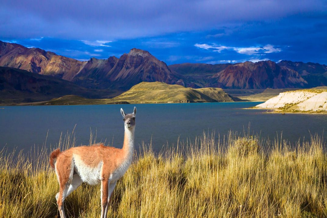 Guanaco in Los Glaciares National Park