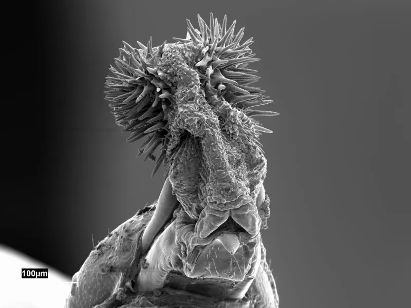 Beetle Penis 2
