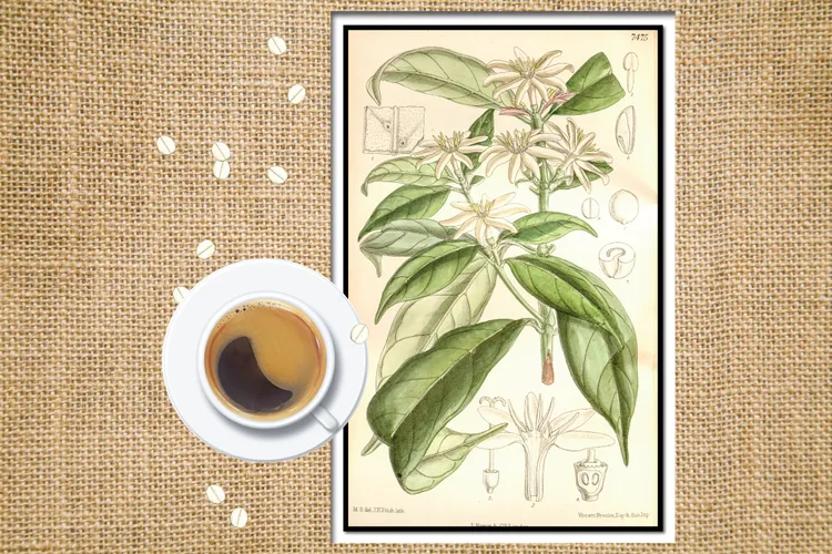 An 1896 illustration of Coffea stenophylla