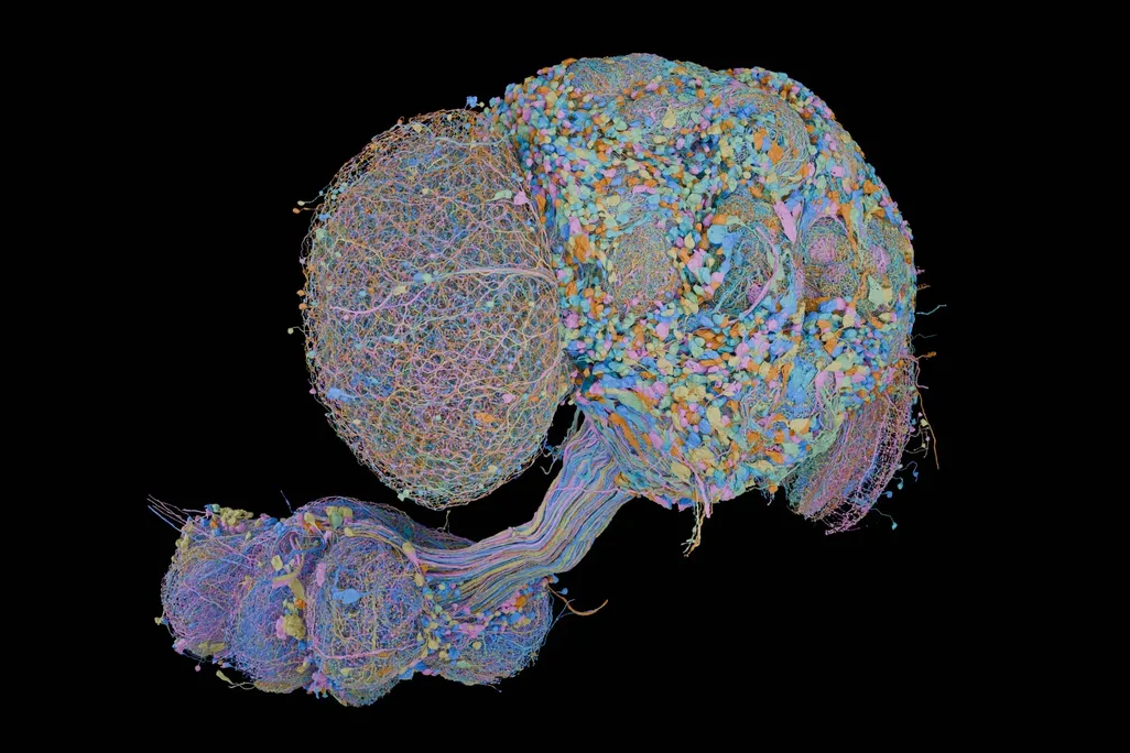 colorful map of cells in a brain