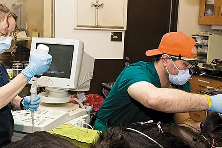 Veterinary dentist Barron Hall was called to help a 15-year-old female western lowland gorilla who had a fractured tooth.