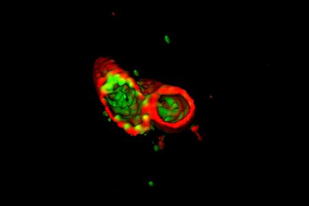 Before killing Salmonella, the detergent-like protein APOL3 (green) must get through the bacteria's protective outer membrane (red).
