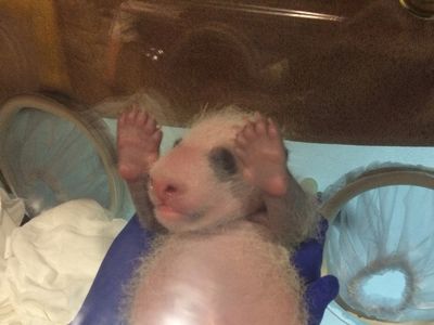 His eyes are still closed, which is normal. Cubs’ eyes generally open when they are 6 to 8 weeks old. 