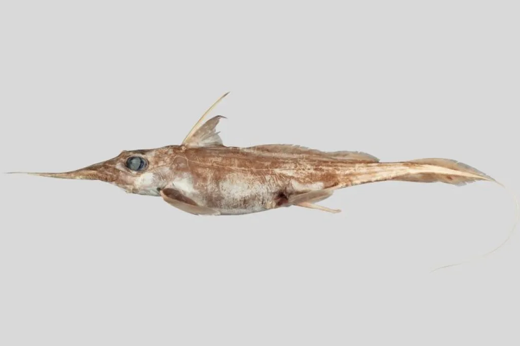 Brown and white fish against a white background