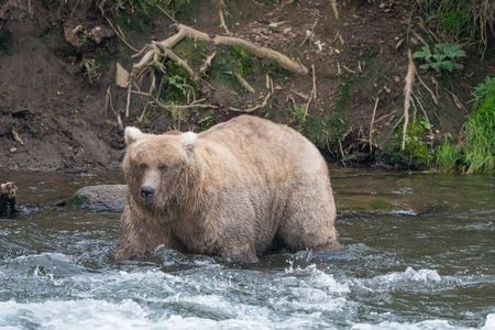 Grazer, also known as&nbsp;128 Grazer, stands in a river in September 2023, after bulking up for hibernation.