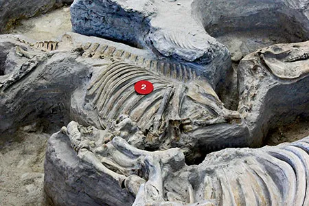 Three-toed horses such as Cormohipparion occidentale were adapted to forests prior to 12 million years ago. As the climate dried, one-toed horses became prevalent.