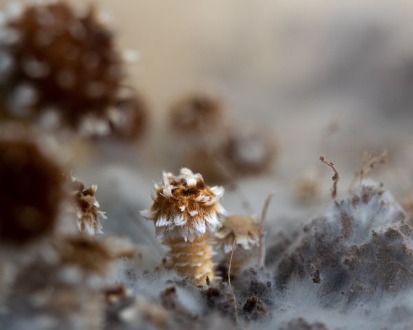 Fuzzy Shroom thumbnail