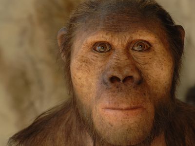 A hyper realistic reconstruction of an Australopithecus africanus based on cast of the skull STS5 (nicknamed "Mrs Ples") discovered in 1947 in Sterkfontein, South Africa. The fossil STS5 is between 2.1 and 2.7 million years old.