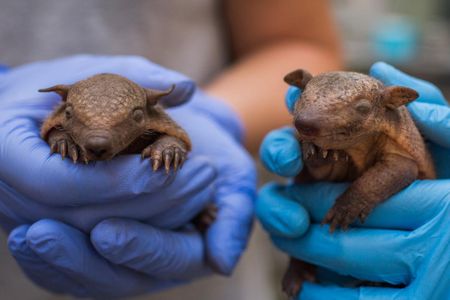 It's too early to know the sexes of the baby armadillos, but one thing is clear: they're darling.