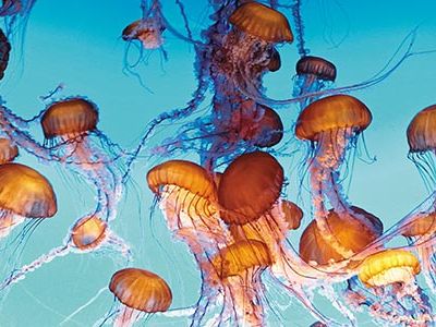 Northeast Pacific sea nettles Monterey Bay Aquarium
