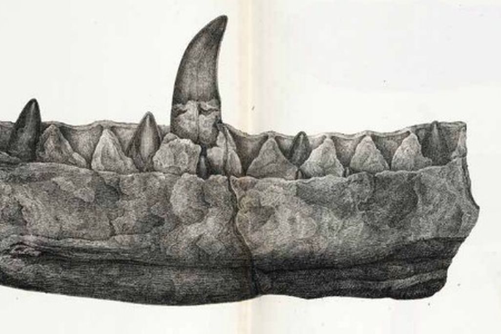 Megalosaurus