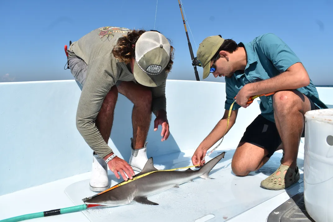 two researchers crouch beside a young shark on the deck of a boat with a measuring tape over its back and a salt water hose in its mouth