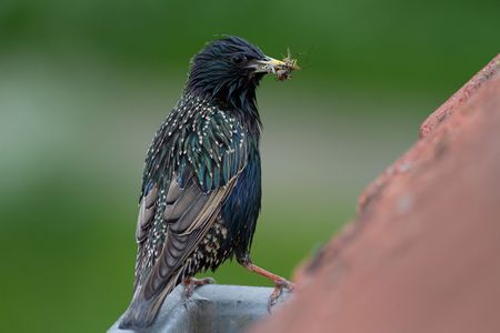 Adult Common starling (Sturnus vulgaris) with gathered insect prey. This is one of the fifteen species shown to be affected by elevated imidacloprid concentrations in surface water in the Netherlands.
