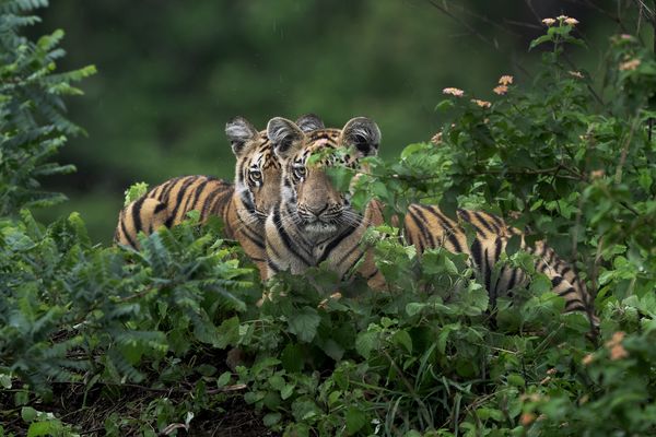 Tiger Symmetry thumbnail