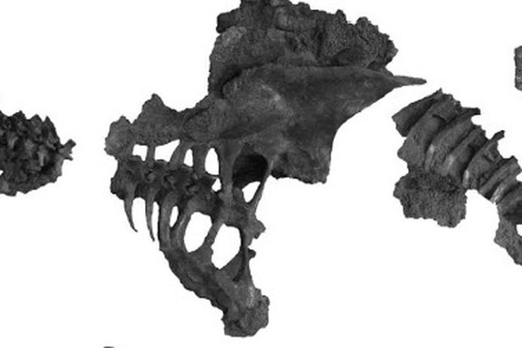 Dyoplosaurus
