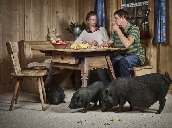 Minipig Elmar (under the table) and his buddies enjoy their meal in the Hungers' dining room. thumbnail