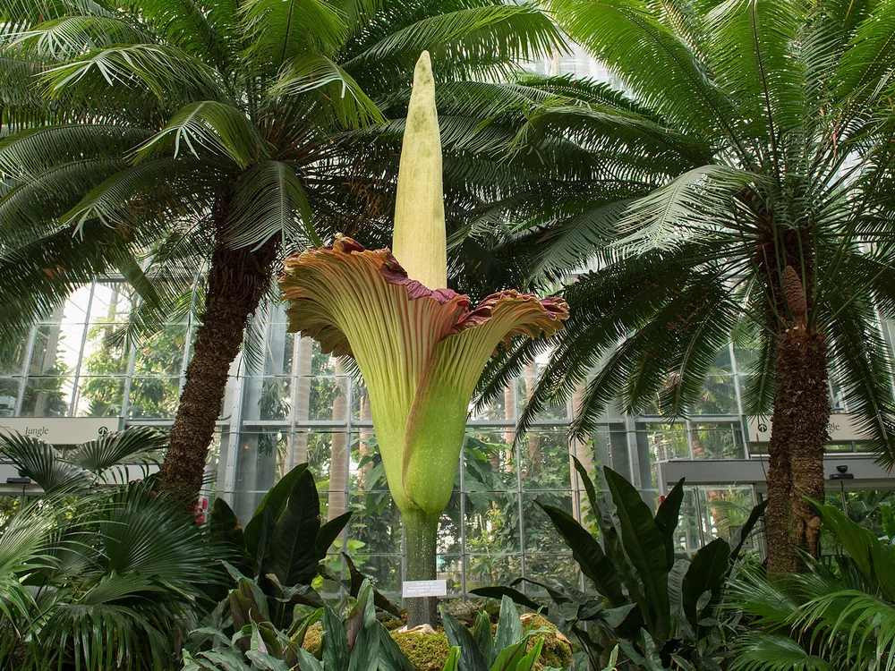 A corpse flower stands tall in the center of the image surrounded by foliage at the US Botanic Garden